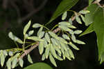 Eastern swamp privet